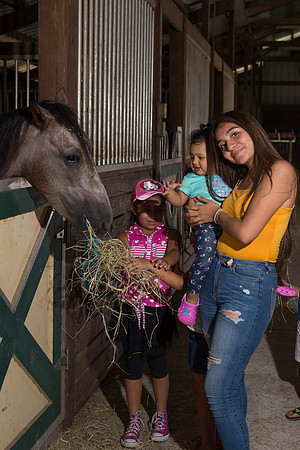 Hacienda de caballos 0046